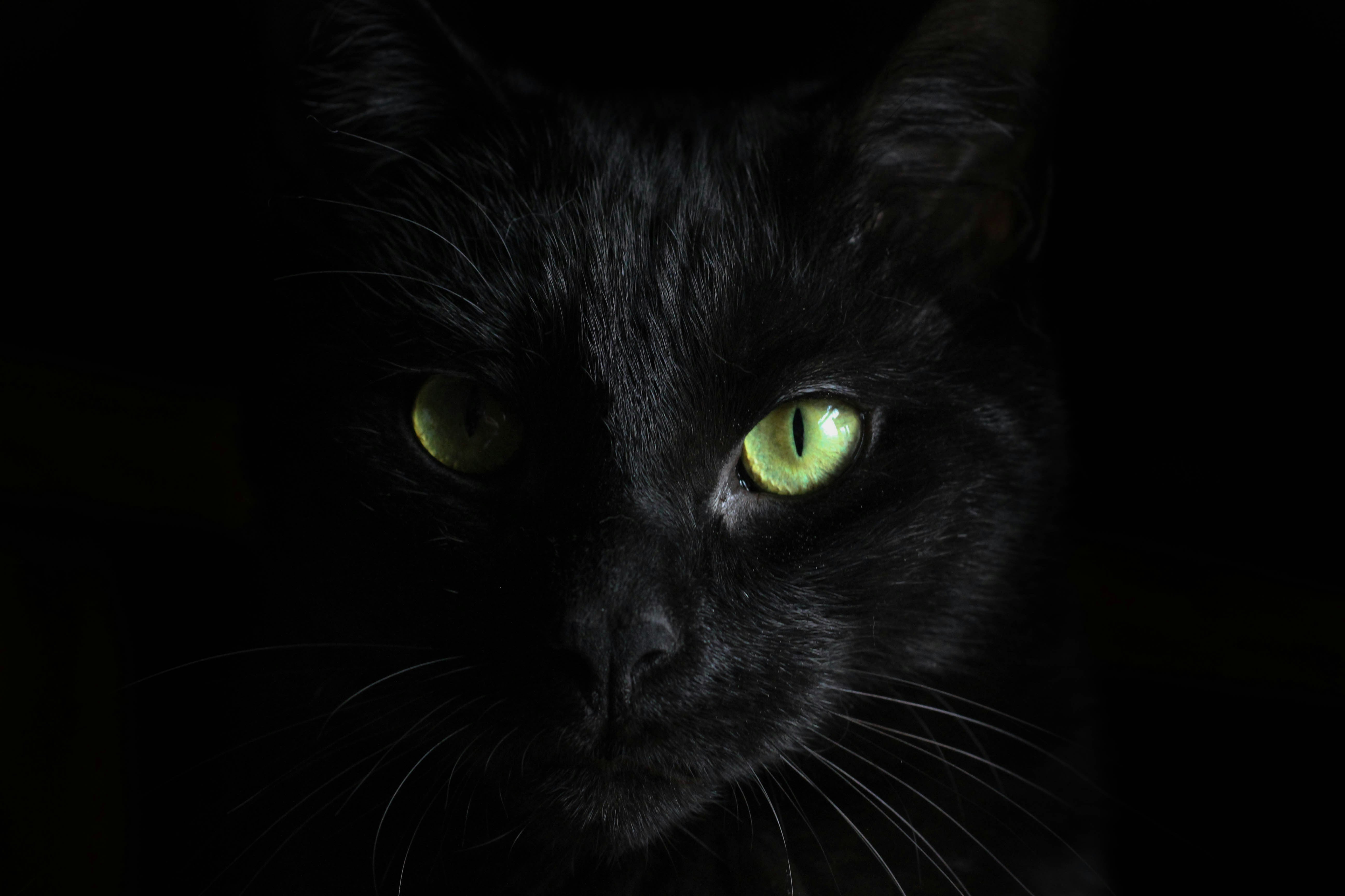Happy Cats Business Club