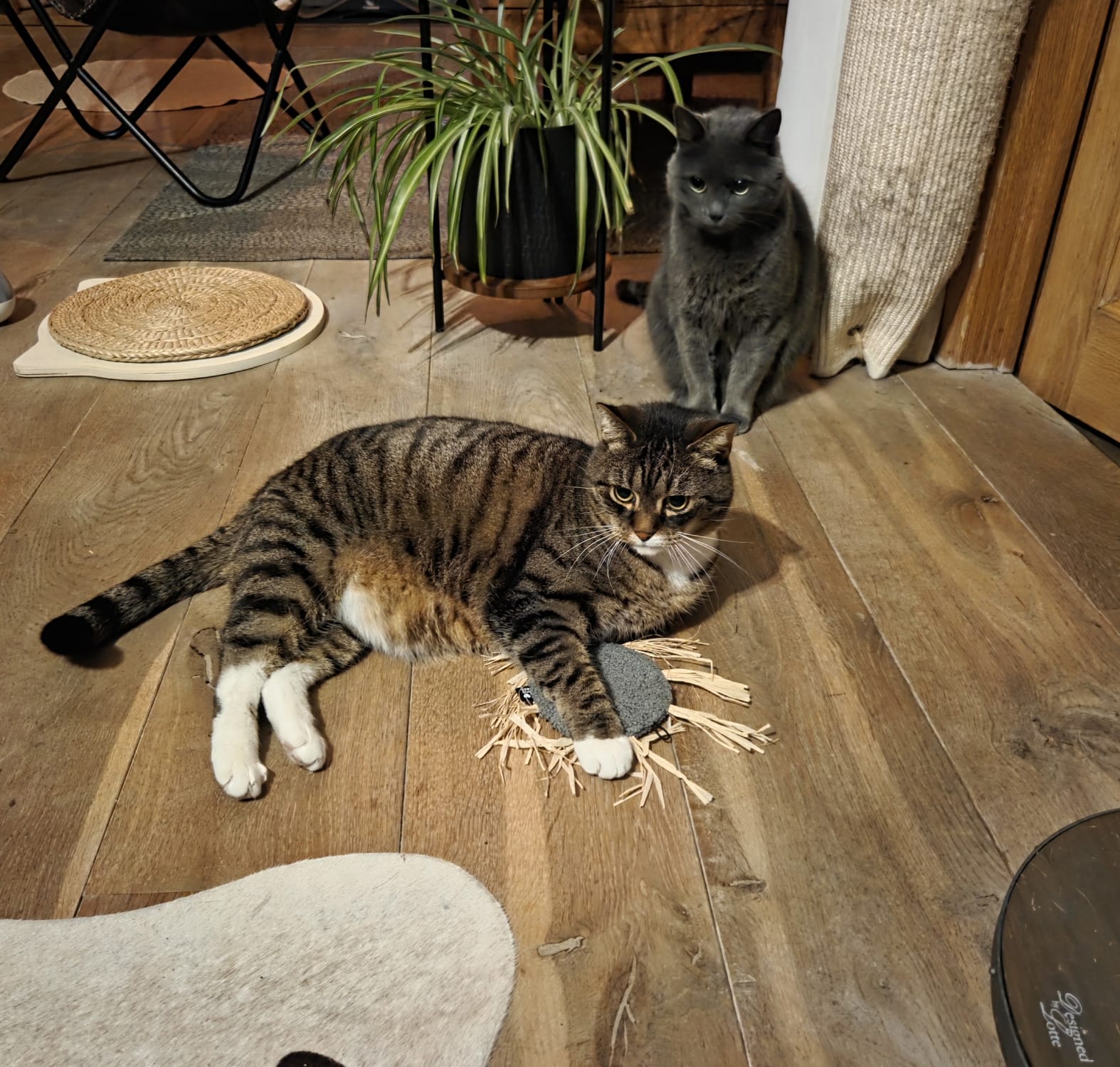Milly Kattenspeeltje *NIEUW*