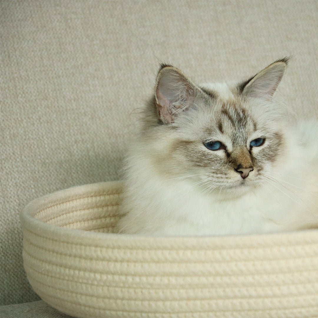 Jess kattenmand